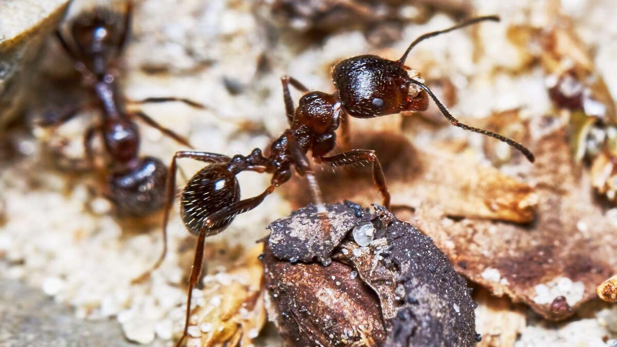 Всех муравьев соберете в одном месте: вот какая приманка из мусора избавит от проблем