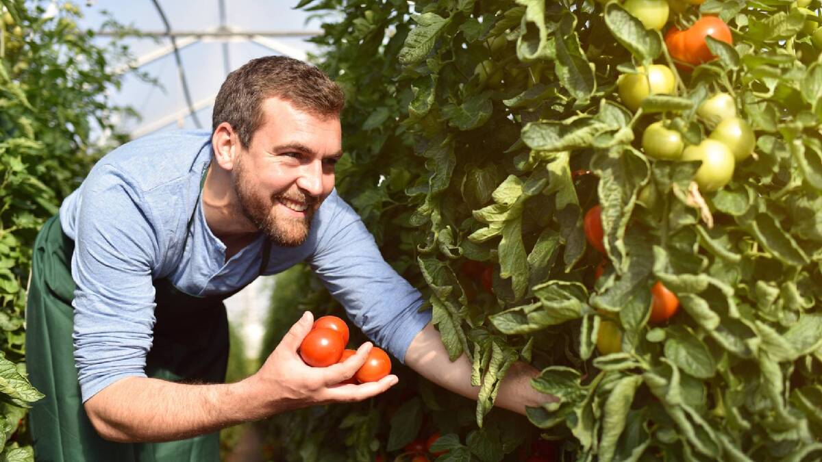 Не волнуйтесь из-за фитофторы на томатах: легко спасете растения в теплице от напасти