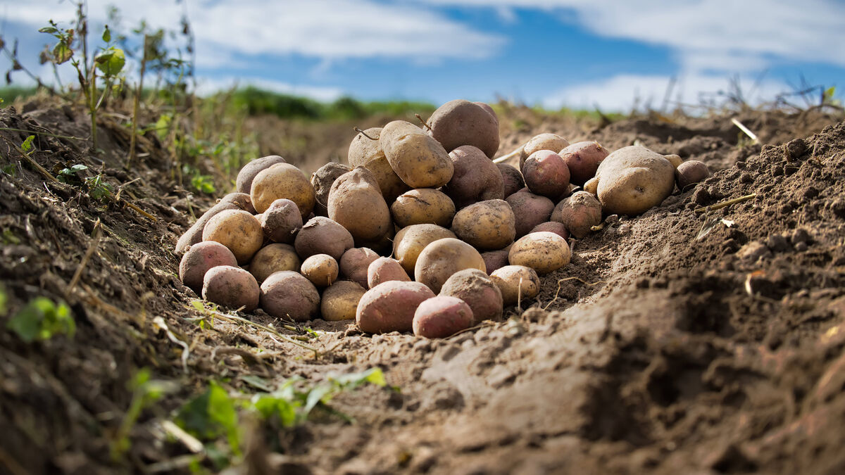 Засуха больше не повредит огороду: с этим трюком спасете картошку в два счета