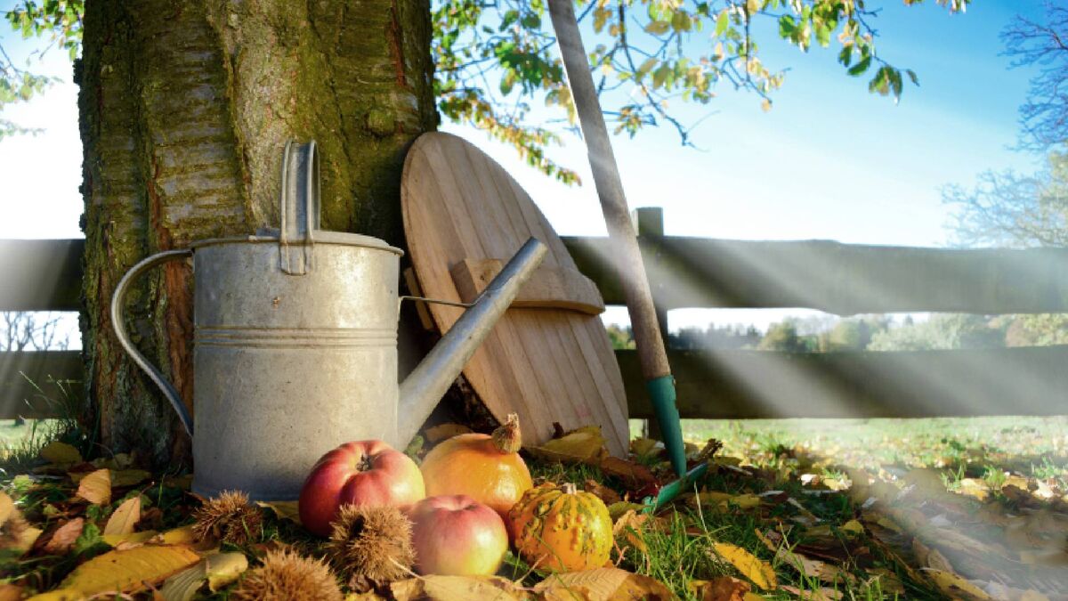 Сухая осень вредит яблоням и грушам: корни деревьев спасет простая процедура