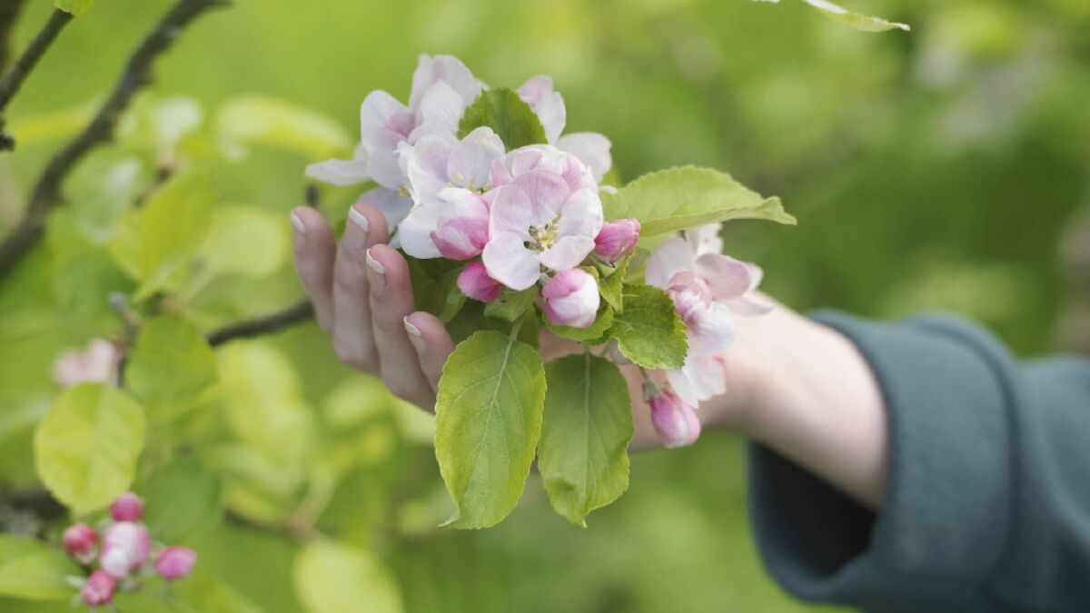 Цветы на молодых яблонях таят в себе опасность: в сентябре могут навредить дереву