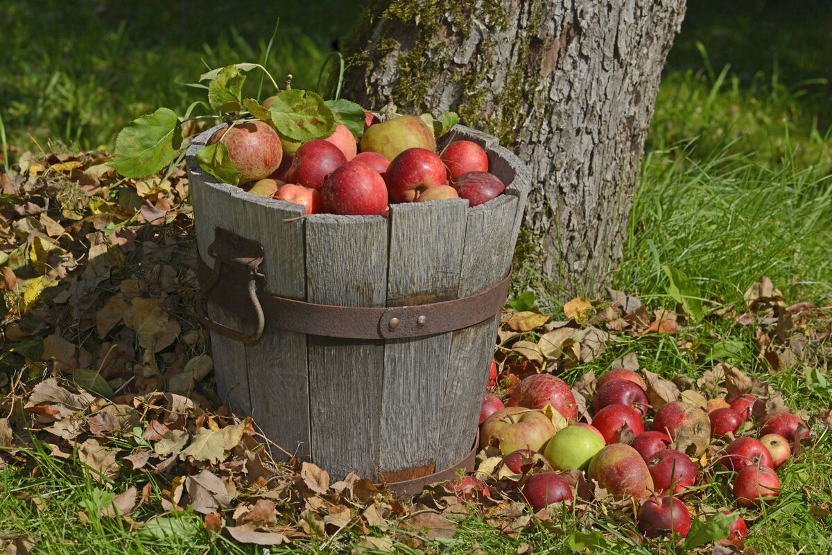 Успейте сделать эту процедуру с яблоней до осени: фрукты будете собирать ведрами