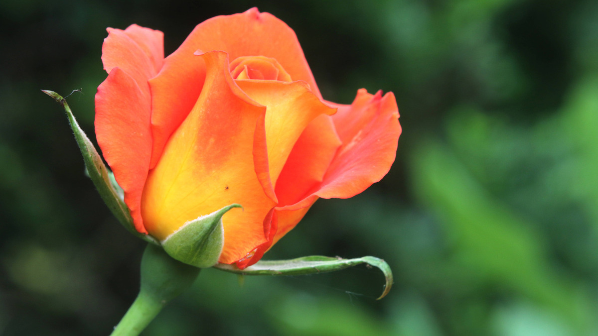 Укрывать ли розу в случае возвратных заморозков: агроном дал неожиданный ответ