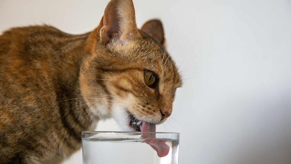 Вот почему кошка пьет из кружки: не всегда это просто прихоть