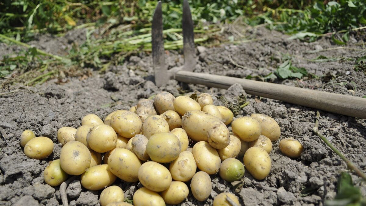 Эти советы помогут одержать победу над проволочником: картофель не пострадает