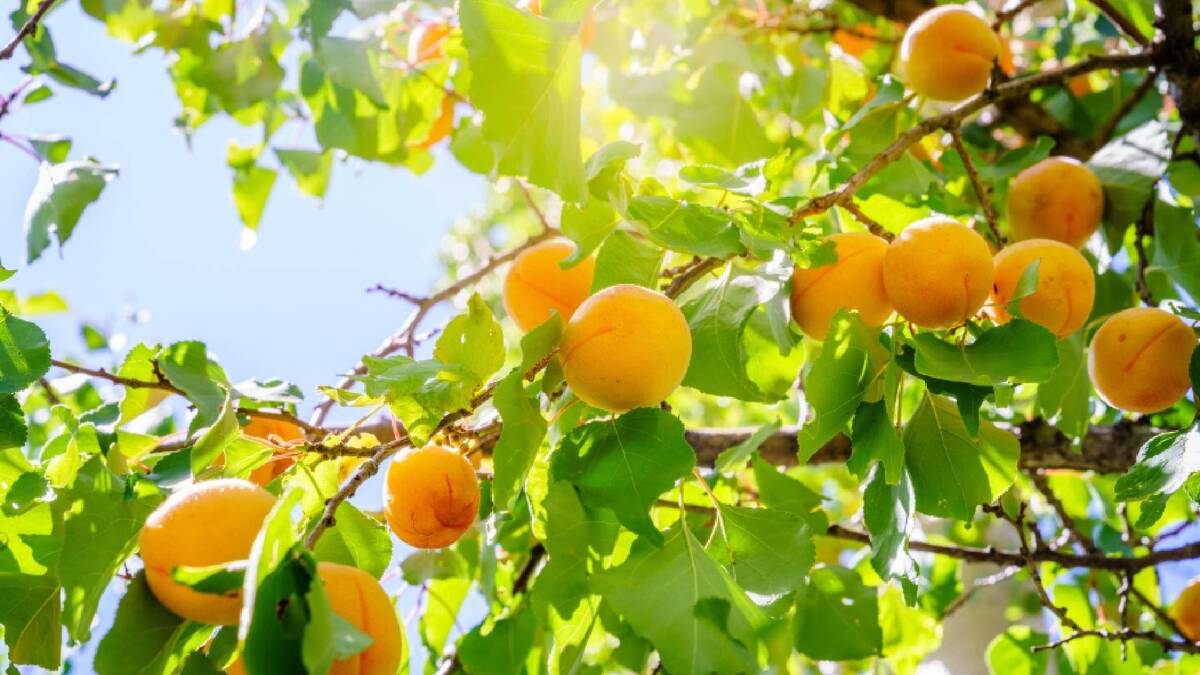 Соседи для капризного абрикоса: эти культуры уживаются вместе и дают хороший урожай