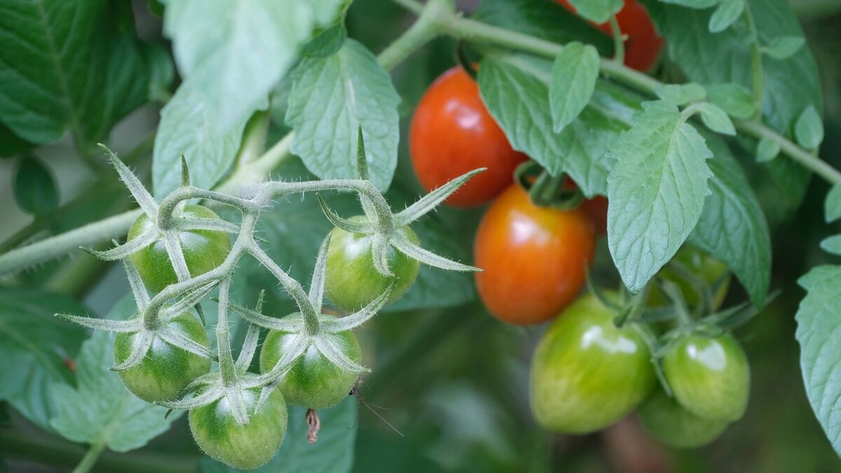 После томатов грядку нужно обеззаразить: после такой обработки посадки будут здоровыми