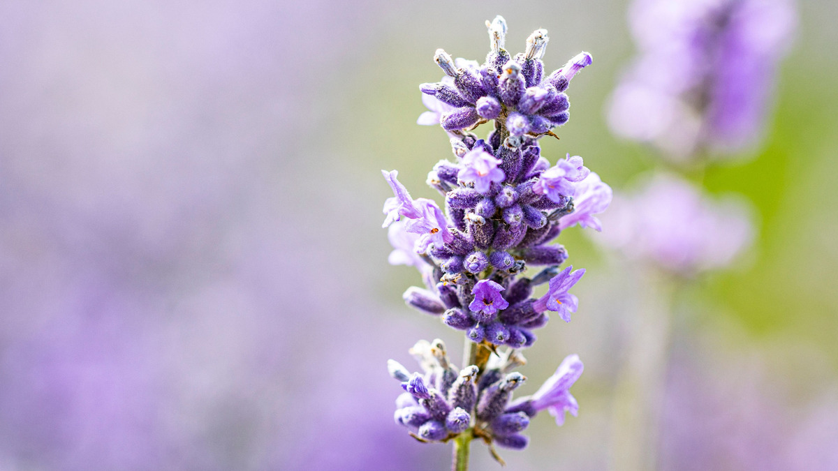 Только этот сорт лаванды переживет зиму: с выбором ошибаются 99% дачников