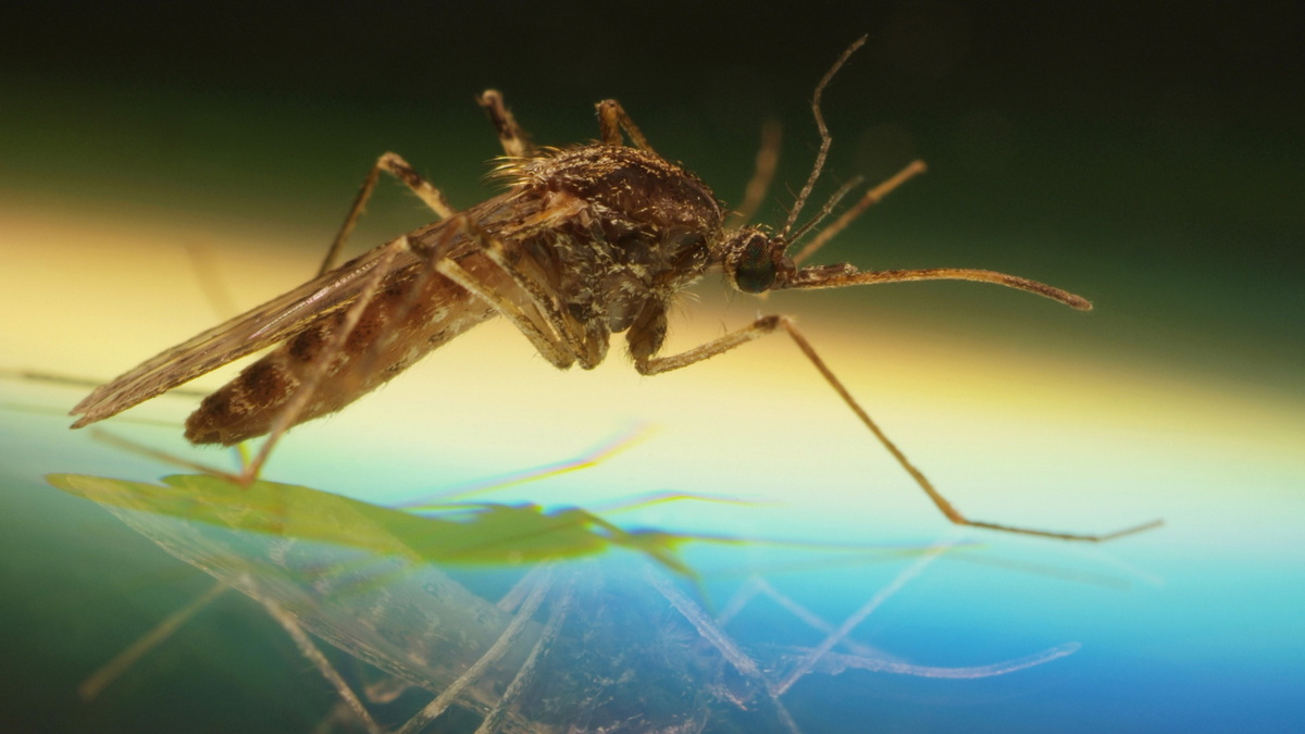«Сбрасывает лапки»: что общего у комара и ящерицы, знает биолог