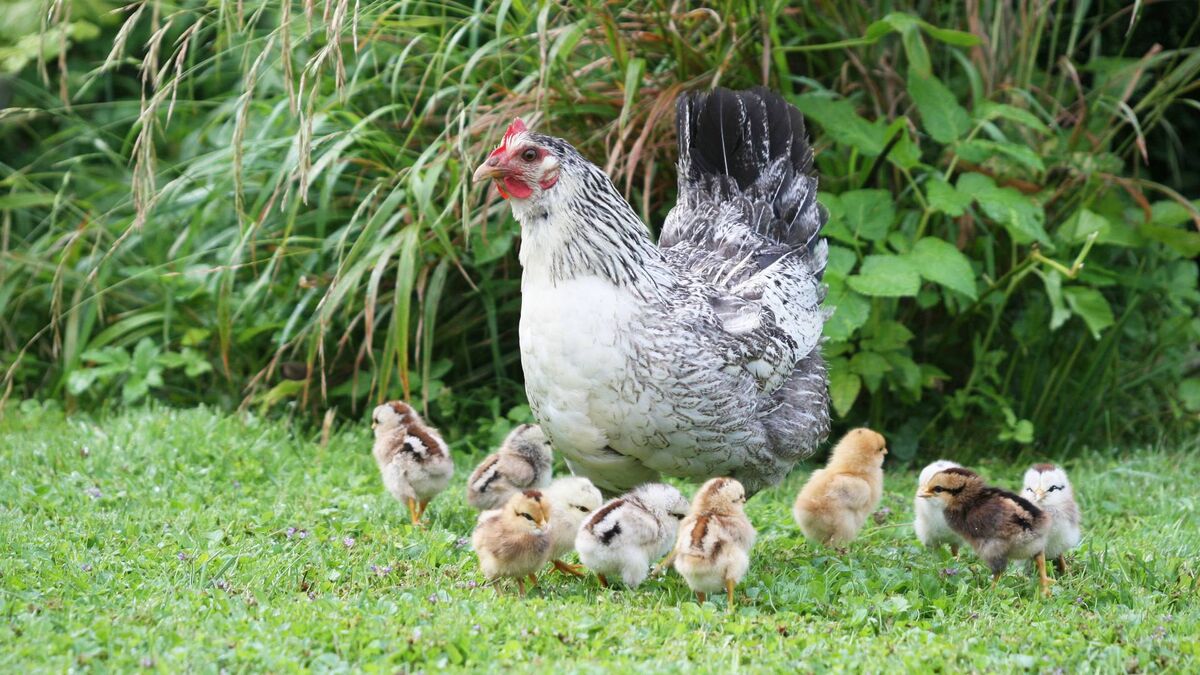 Цыплята вырастут крепкими и здоровыми: сажайте несушку на яйца только в это время