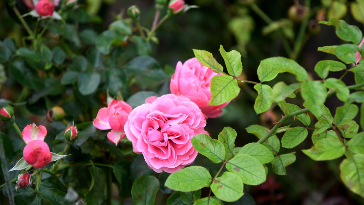 Даже опытные цветоводы совершают эту ошибку: из-за нее розы могут не пережить зиму