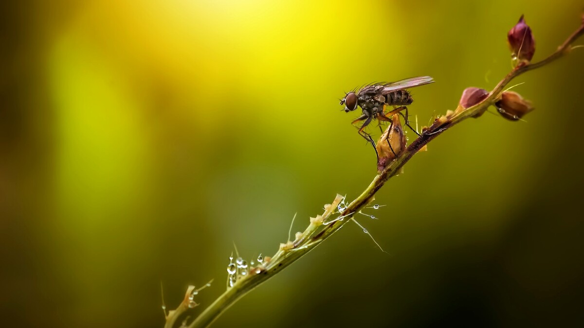 Увидеть большое в малом: британские ученые всерьез озаботились жизнью мух