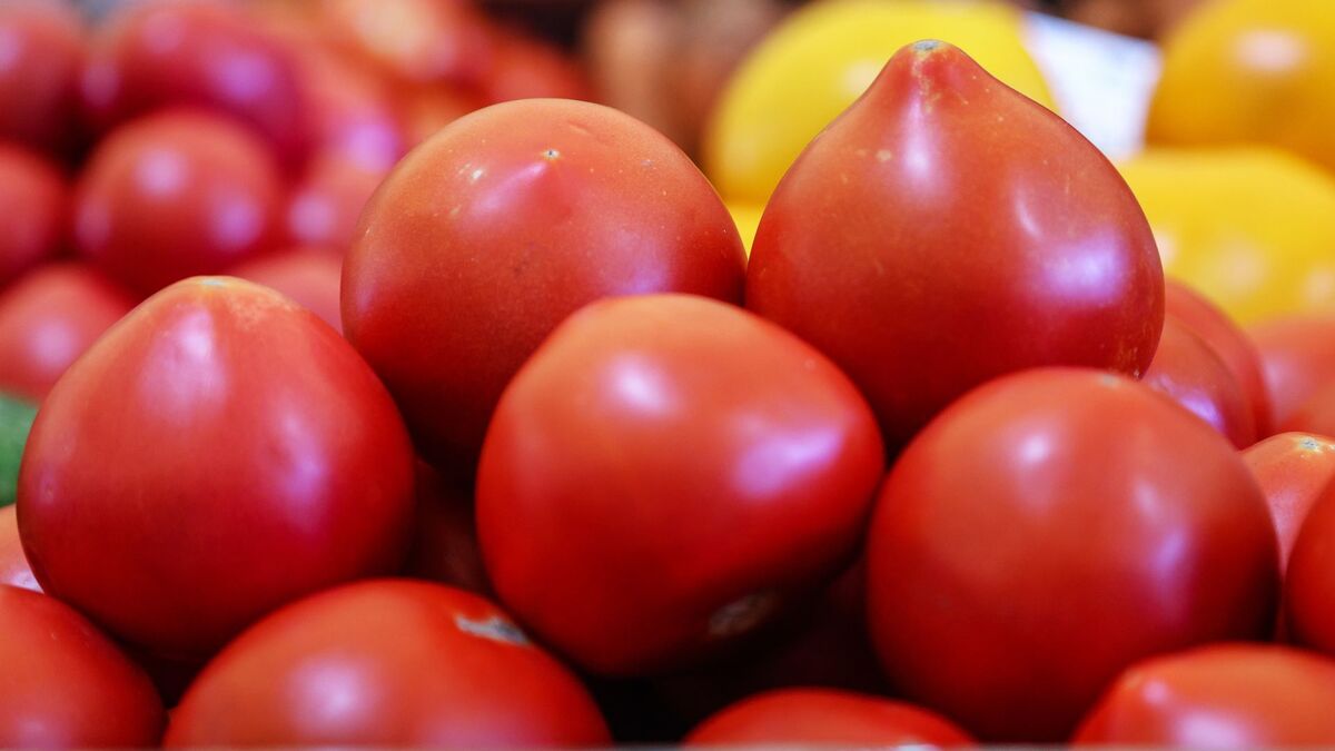 Не стоит хранить помидоры в этом месте: быстро станут безвкусными и водянистыми