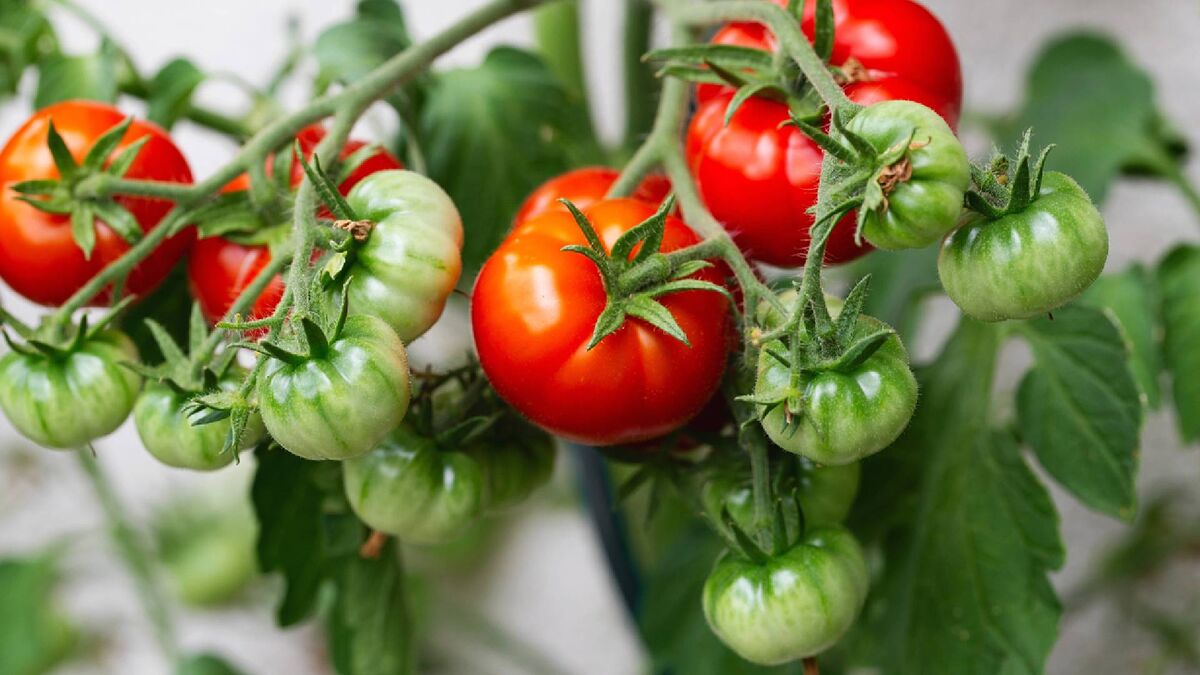 Все томаты на грядке поспеют в срок: просто удалите эту часть растения