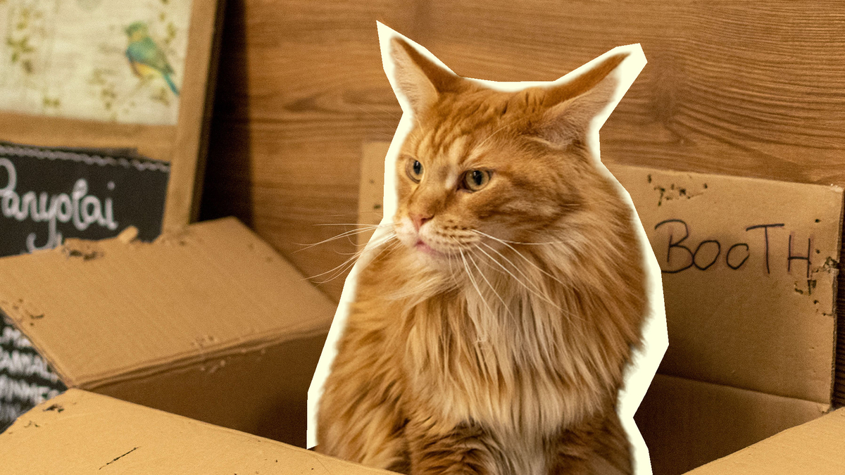 Коробка манит кота неспроста: вот почему питомец обожает упаковку