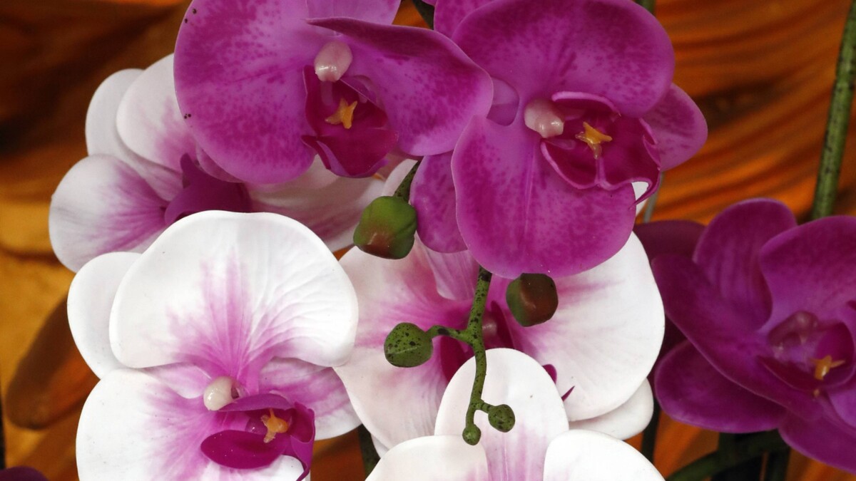 Прекрасная и капризная: 3 неочевидные причины, по которым орхидея не цветет