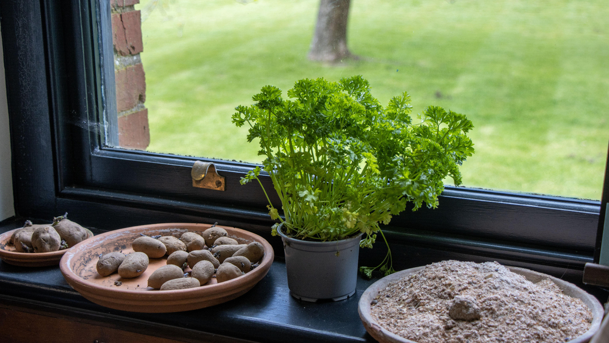 Картошка вырастет прямо на подоконнике: нехитрый способ собрать урожай в квартире
