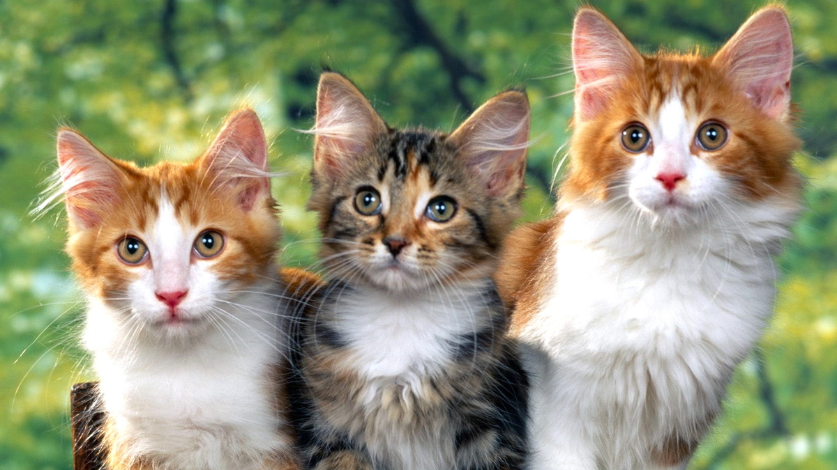 Кошки для Тельцов, Дев и Козерогов: какие породы стоит выбрать