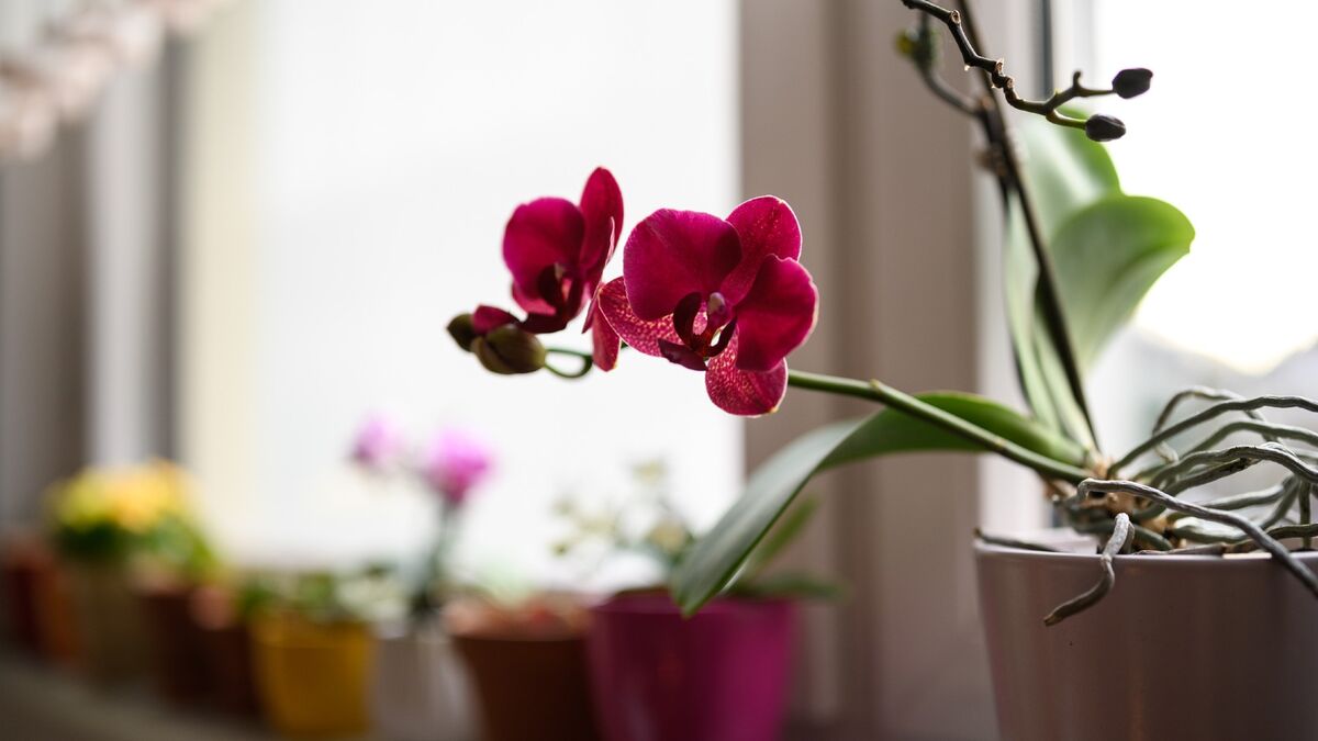 Орхидея будет выпускать бутоны круглый год без остановки: просто полейте ее чудо-смесью