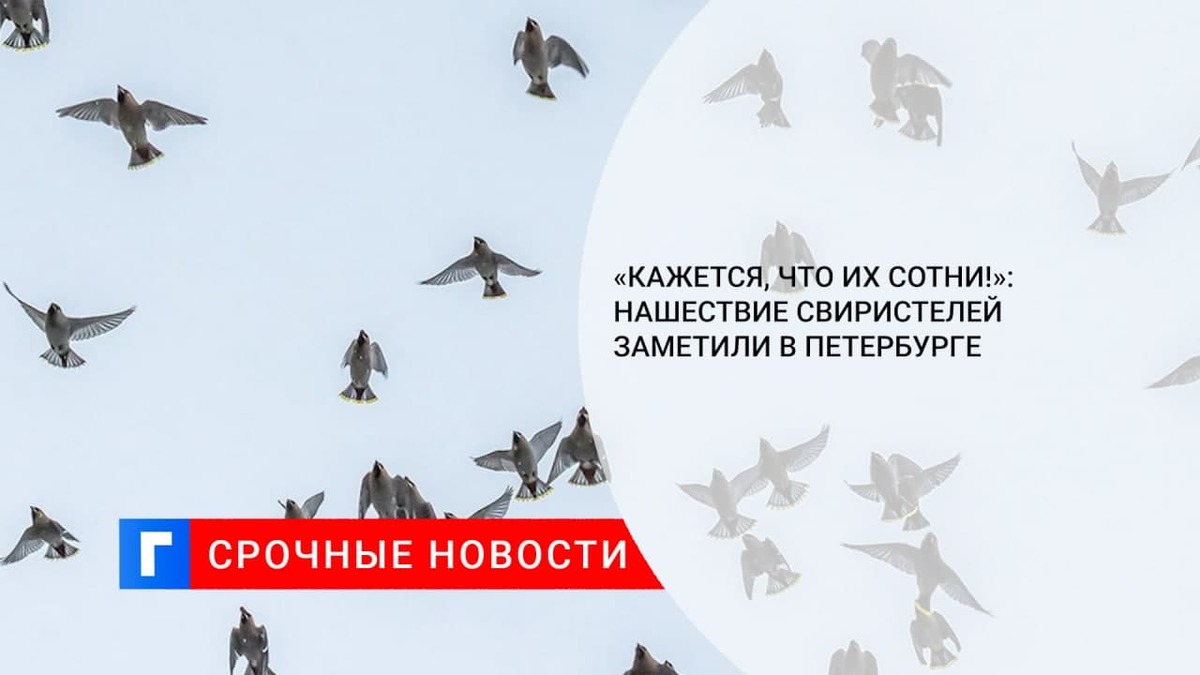 «Кажется, что их сотни!»: нашествие свиристелей заметили в Петербурге