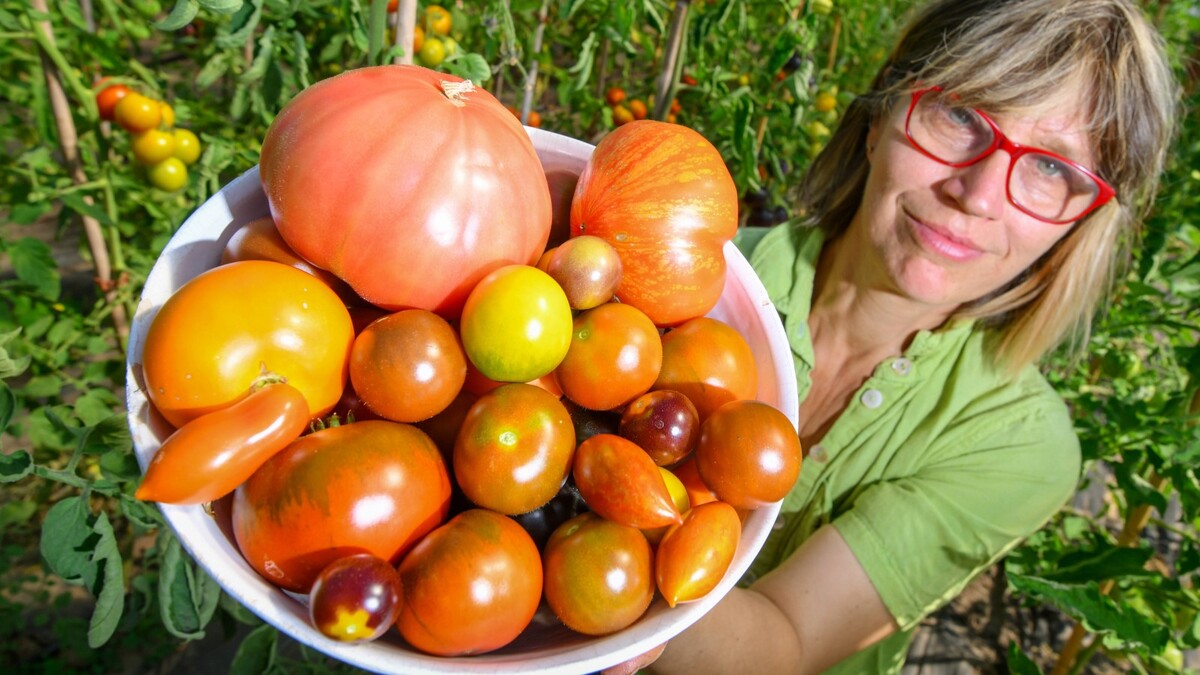 Крупные сочные помидоры устанете собирать: киньте в лунку эту чудо-подкормку