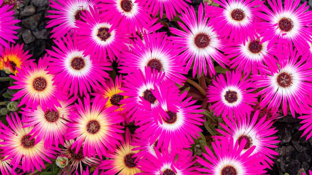 Лучшее растение для альпийской горки: сажайте и наслаждайтесь ярким цветочным ковром