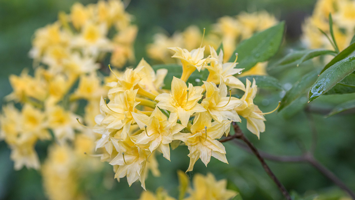 Соседи обзавидуются пышному цветению рододендрона: сажать нужно только так