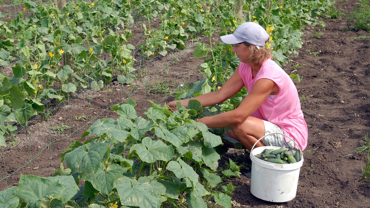 Эти растения для огурцов опасней вредителей: посадите рядом и забудьте про урожай