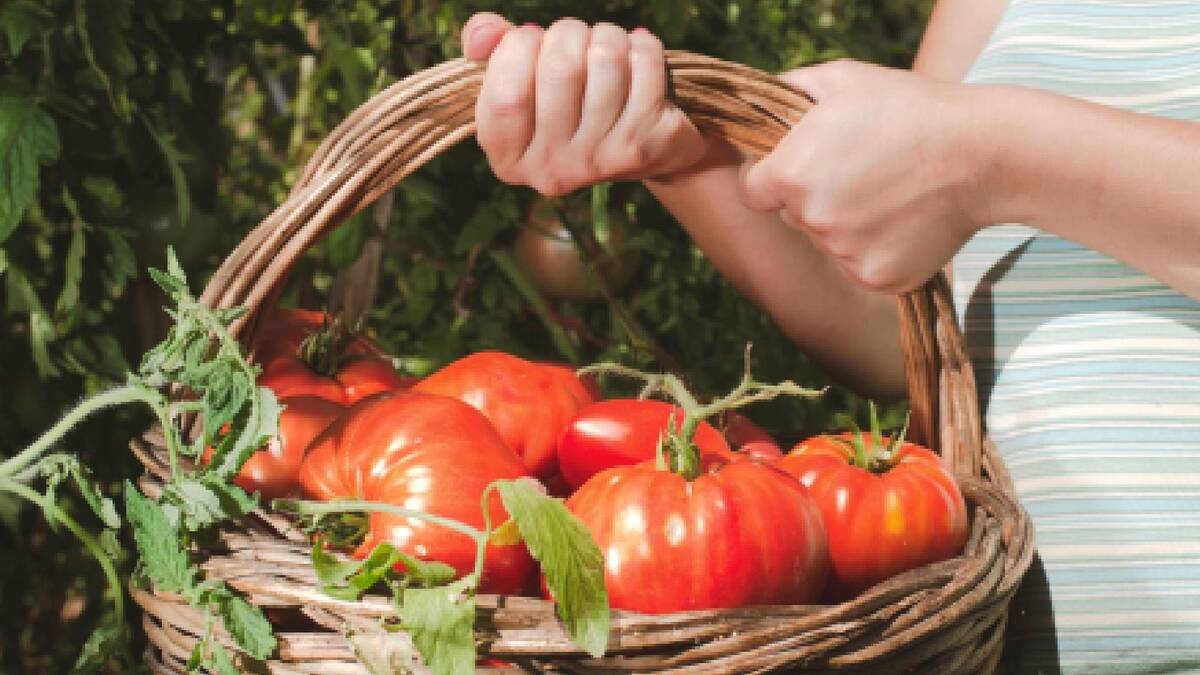 Не можете выбрать семена для рассады томатов? Простые советы помогут не ошибиться
