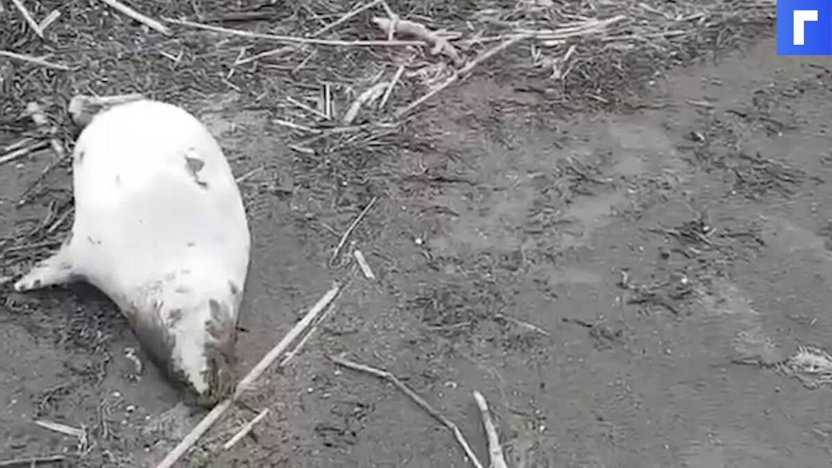 На берегу Каспийского моря нашли более 150 погибших редких тюленей
