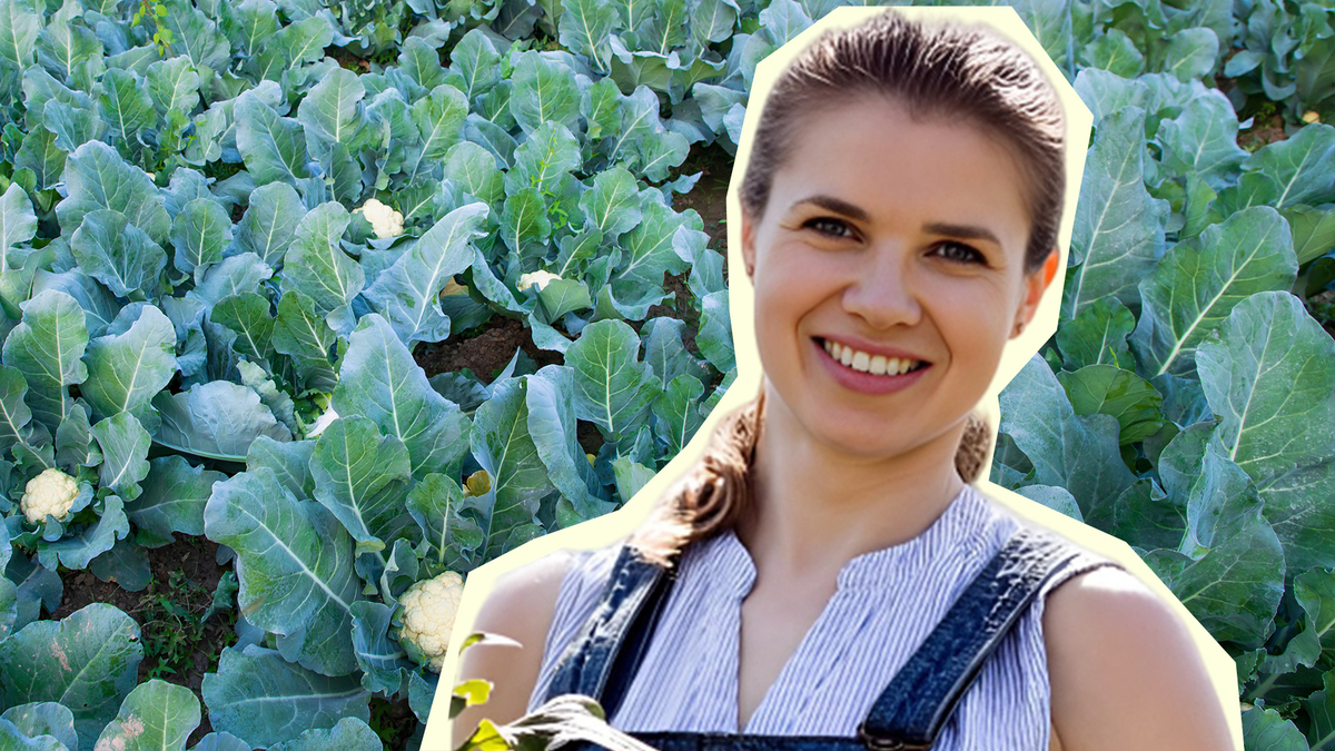 Кочаны цветной капусты срежете уже через пару месяцев: 2 самых лучших ранних сорта