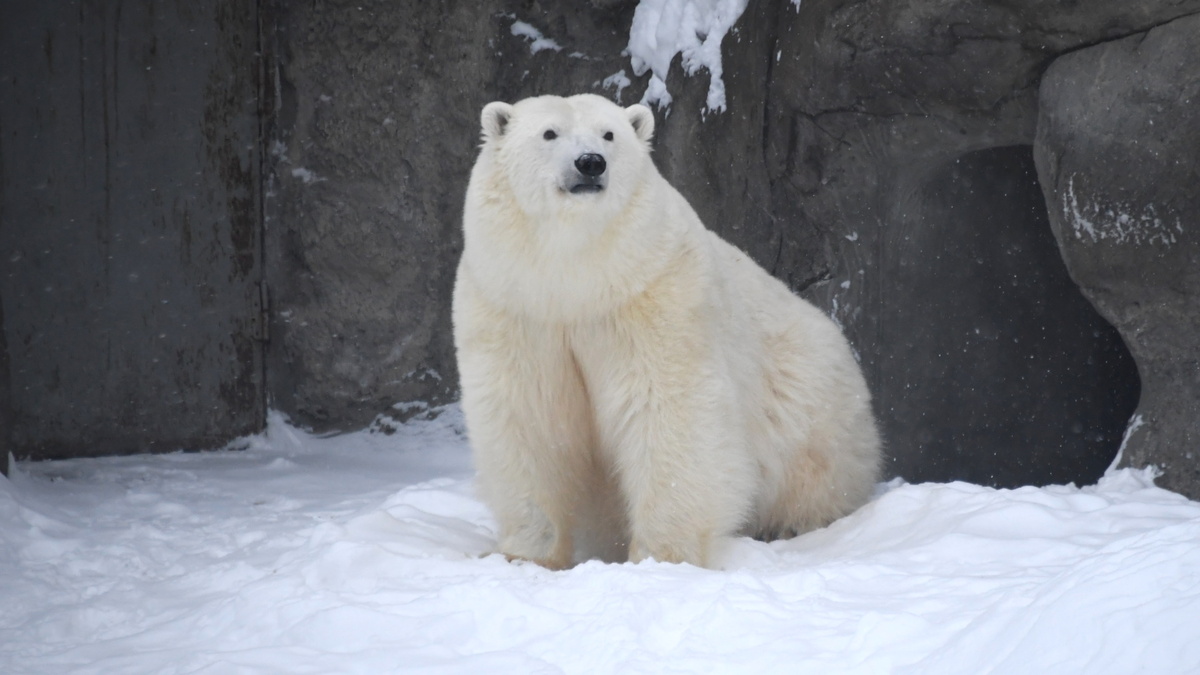 Спасатели спешат на помощь: к медведю из Сибири летят столичные ветеринары