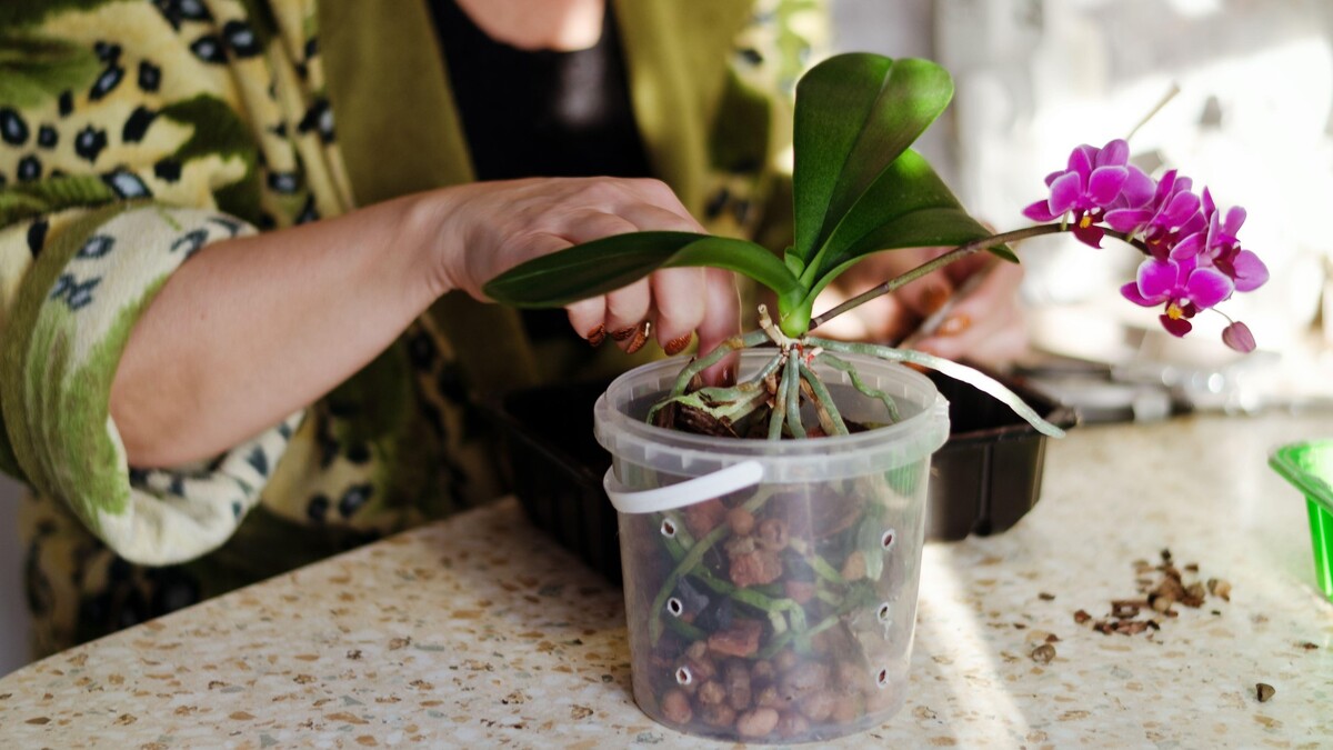 Орхидея зацветет как бешеная: просто добавьте этот продукт при поливе