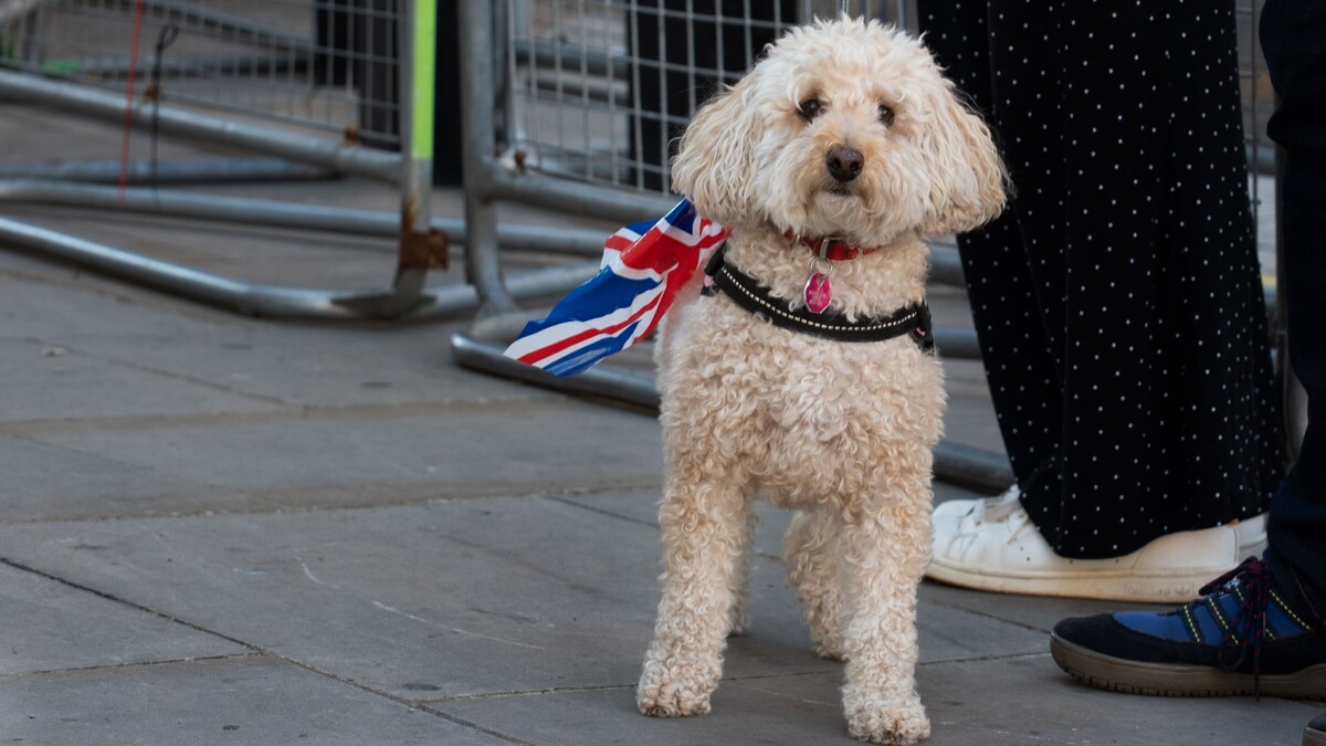Помог случай: как британка воссоединилась с украденной собакой через год