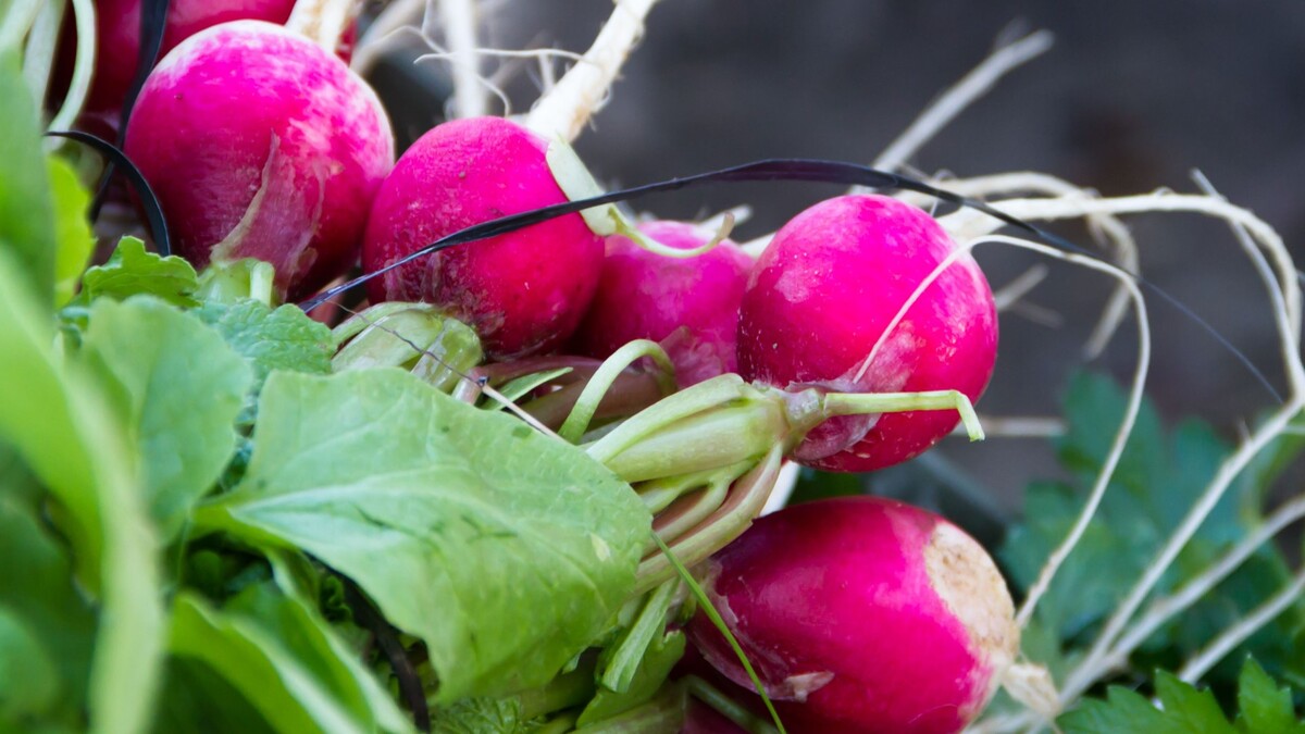 Одна ошибка оставит вас с носом: вместо сочной редиски получите крупную ботву