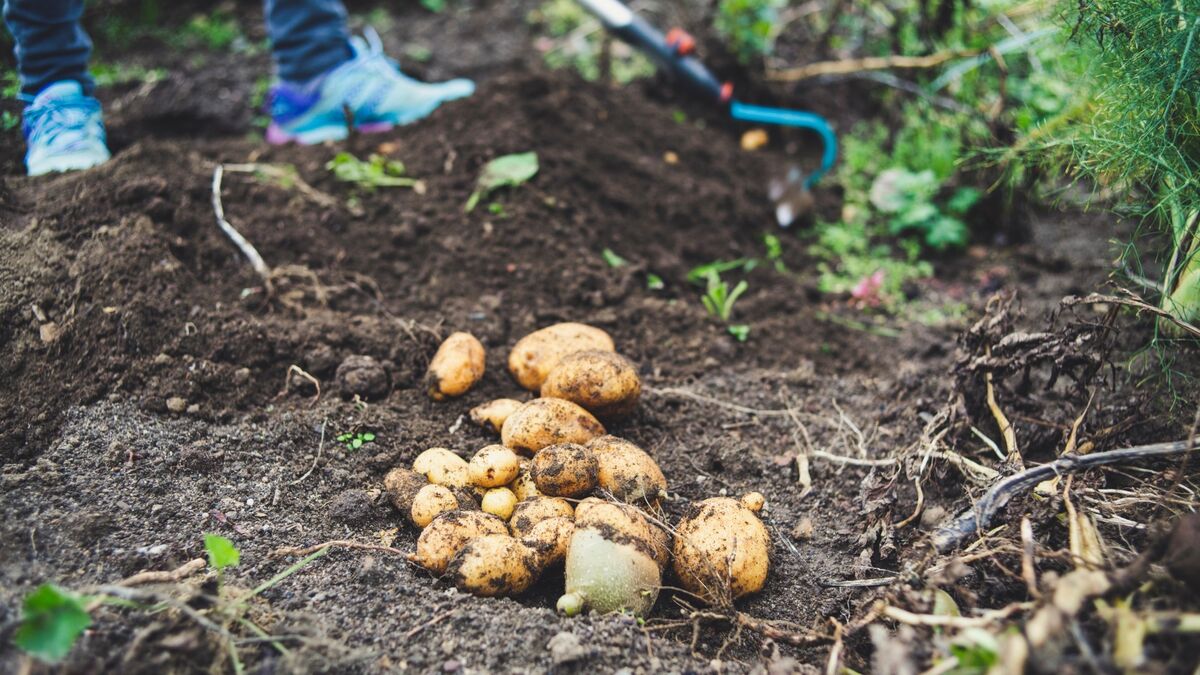Мудрые дачники не выбрасывают картофельную ботву: осенью без нее не обойтись