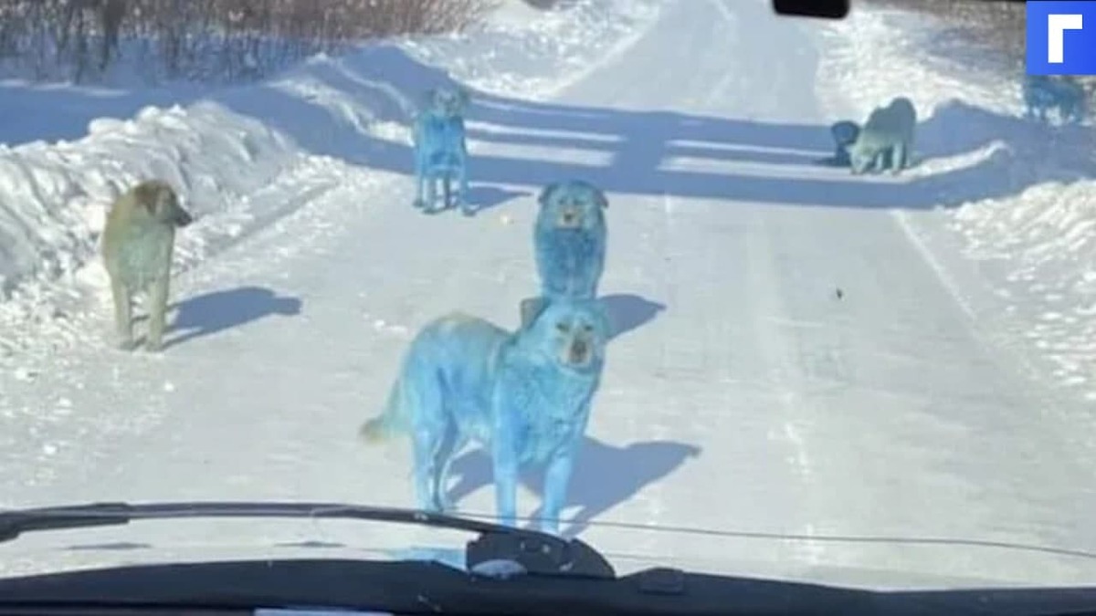 Безопасный краситель обнаружен на шерсти синих собак, найденных в нижегородском Дзержинске
