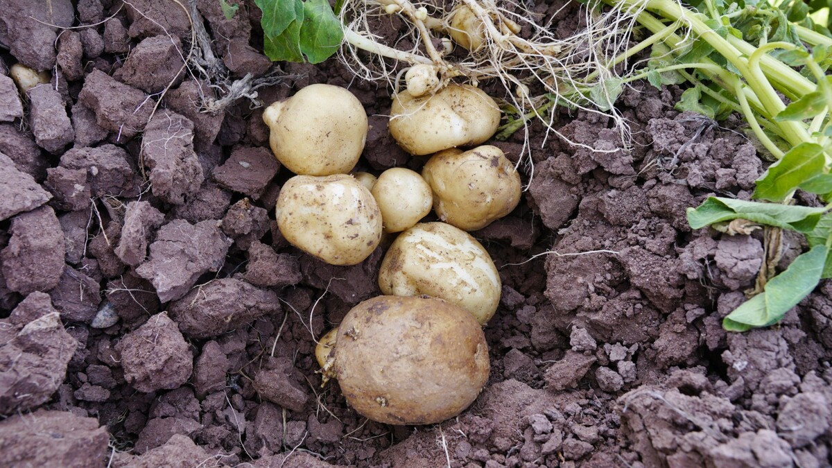 Урожай картофеля увеличите в 2 раза: успейте внести копеечную подкормку в июне
