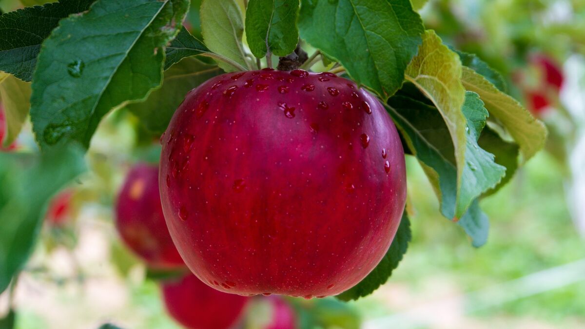 Урожай яблок получите без единого червяка: развесьте на ветках простую «‎ловушку»