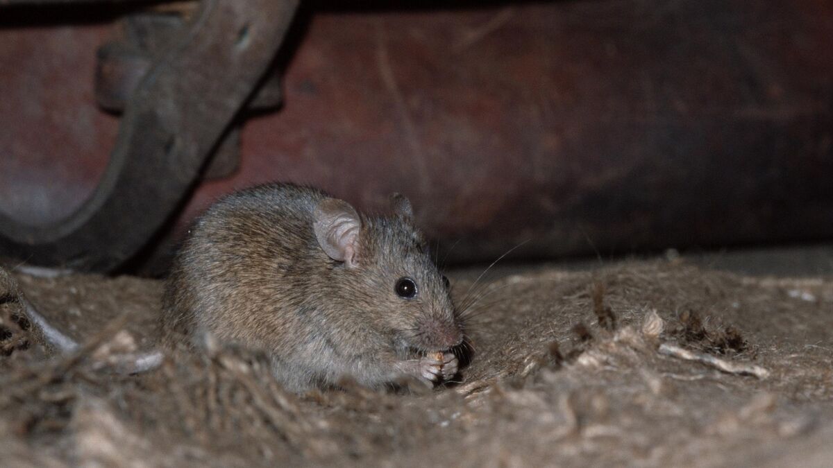 Мыши не пройдут: как гарантированно защитить погреб от грызунов