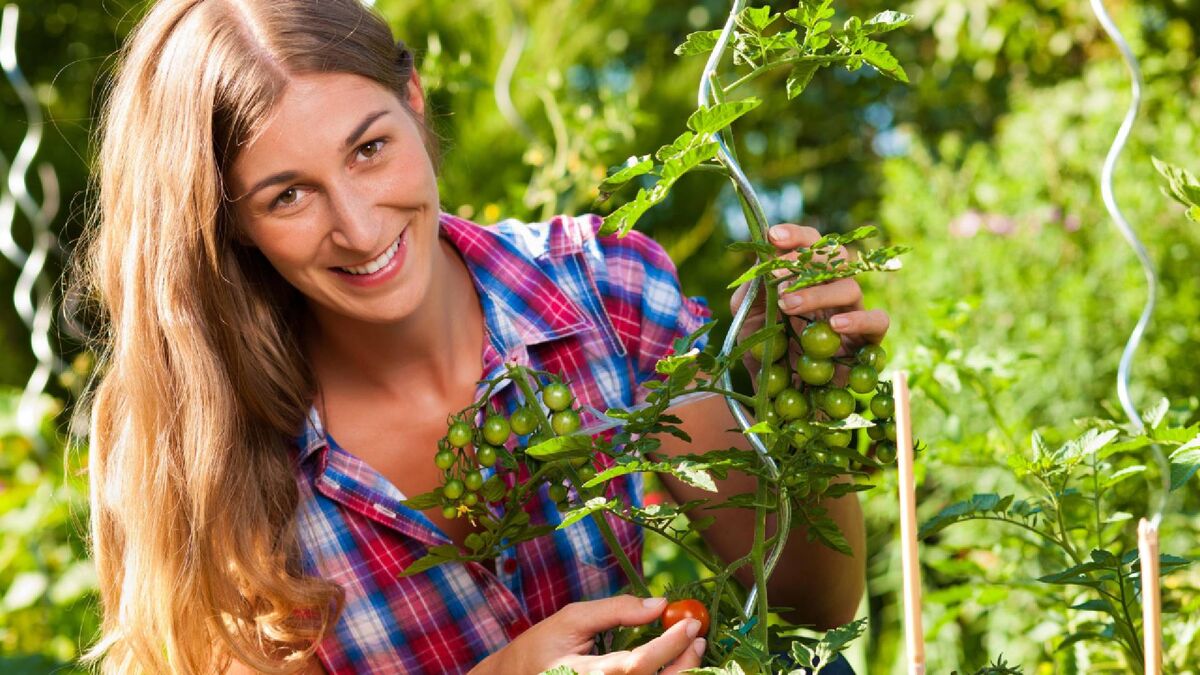 Не бросайте пасынки томатов в компост: эта зелень может заменить кучу дорогих средств