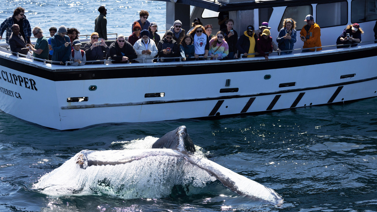 Экспедиция в популярном туристическом месте обернулась трагедией: виноват кит
