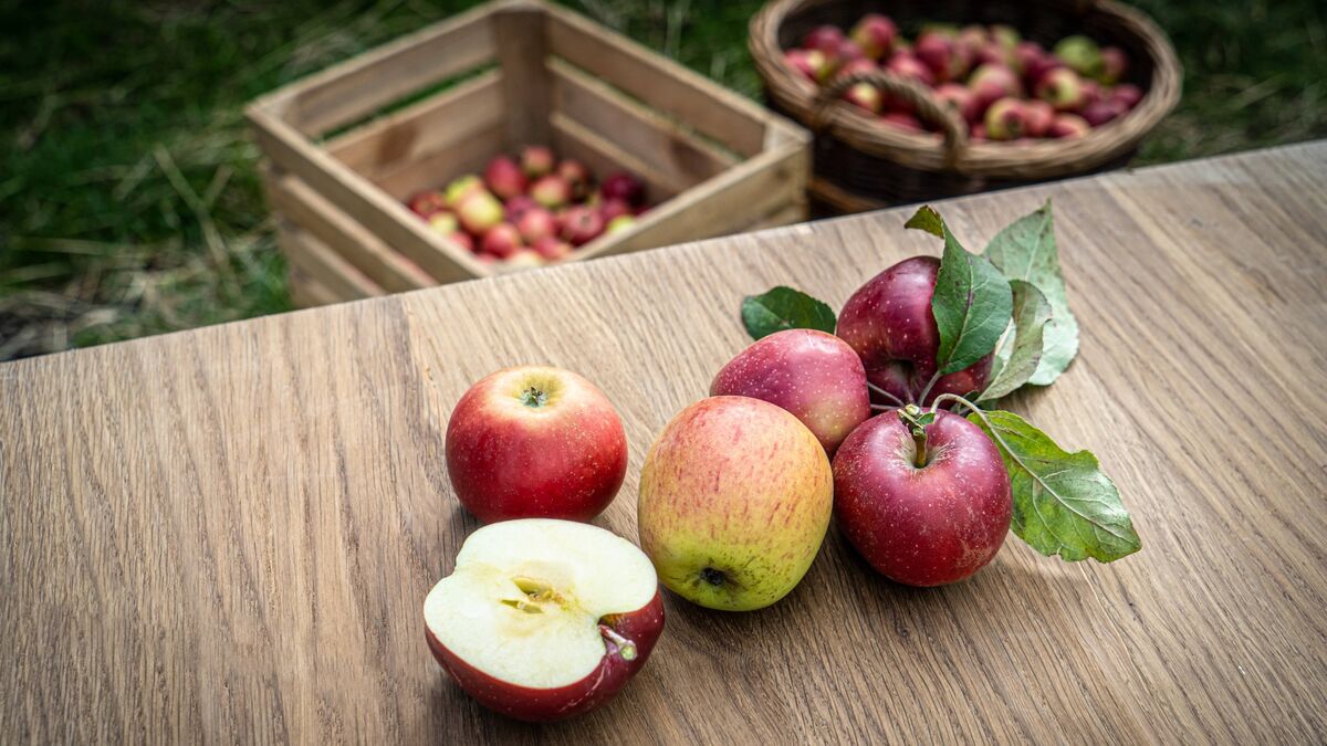 Так собирают яблоки финские дачники: даже стремянка не нужна