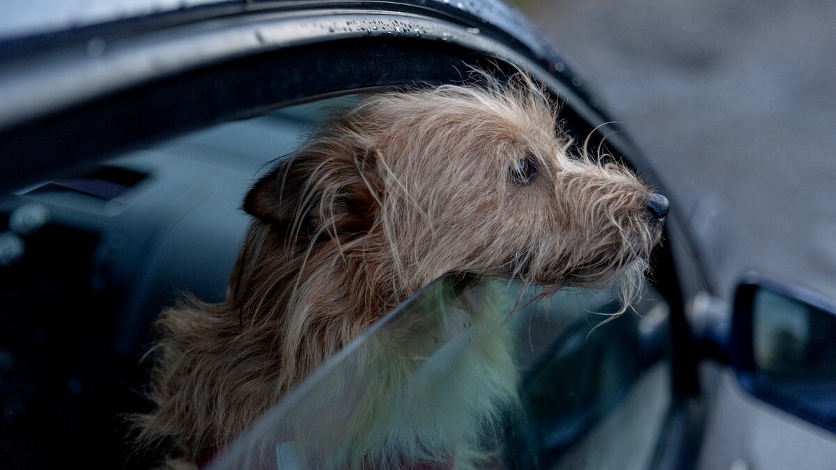 «До 30 градусов»: чем опасно в жару оставлять собаку одну в машине 