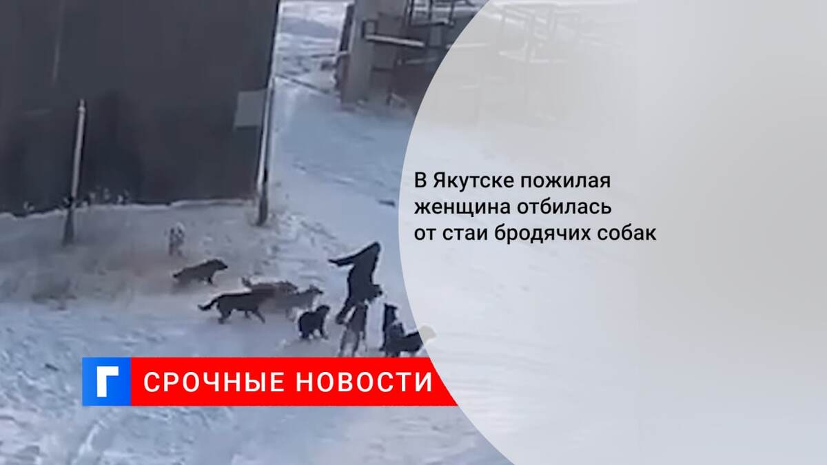В Якутске пожилая женщина отбилась от стаи бродячих собак