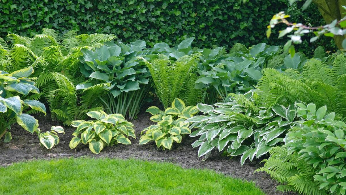 Рядом с этим многолетниками почти не растут сорняки: сажайте и избавитесь от травы