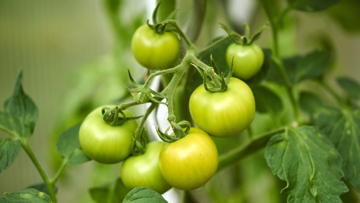 Диетолог предупредила о вреде употребления зеленых помидоров: что нужно знать