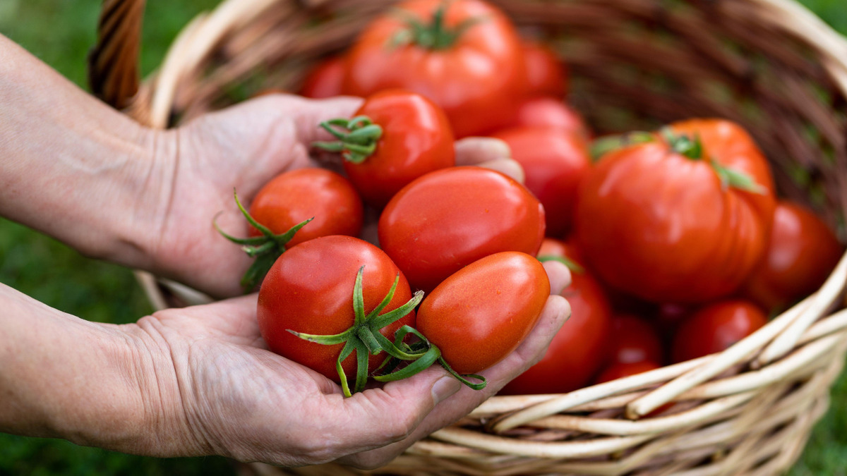 Не помидоры, а объедение: эта подкормка делает томаты невероятно вкусными