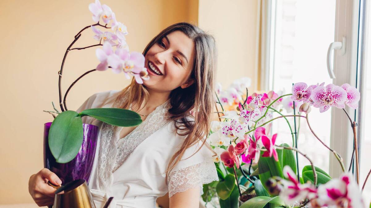 Капризная орхидея будет цвести и пахнуть: соблюдайте 3 простых правила ухода