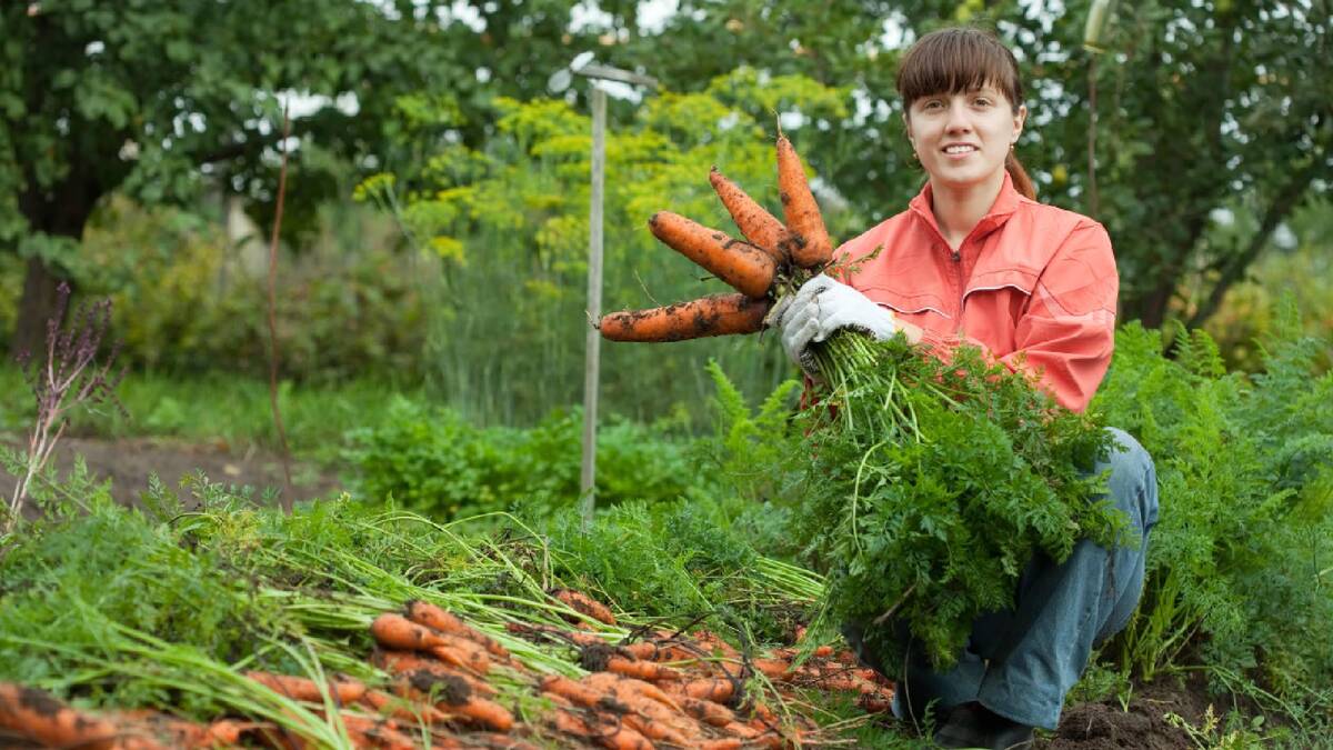 Эти сорта моркови без проблем пролежат всю зиму и подойдут для заготовок